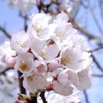 「同期の桜」はいい歌だった／歌詞編