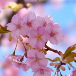 「同期の桜」はいい歌だった／音楽編