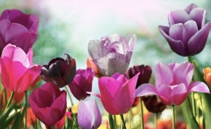 Beautiful spring flowers, tulips