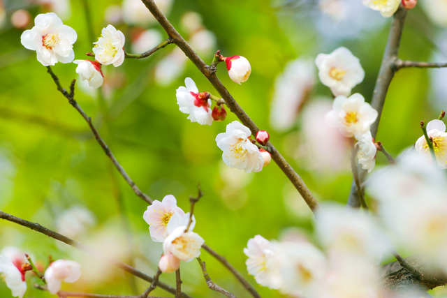 plum-blossom_beiz.jp_S08435