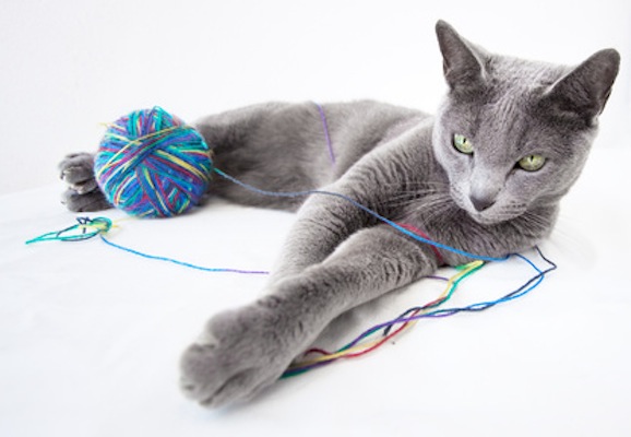 Portrait of a Russian Blue Cat