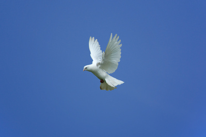 turteltaube im flug