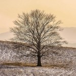 冬枯れの木の中に、きっと咲く花を思う